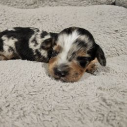 Ezra - Dapple male Dachshund puppy in Orlando, Florida from Small Batch Doxies