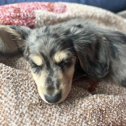 Kirby - 4200 - Dapple female Dachshund puppy in Rozet, Wyoming from Dandy Dachshund Co.