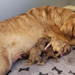 Chesapeake Bay Retriever Puppies from Bellus Chesapeakes