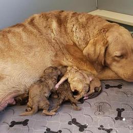 Chesapeake Bay Retriever Puppies from Bellus Chesapeakes