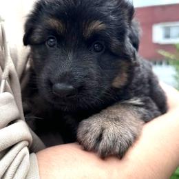 Pink collar - Black and tan female German Shepherd puppy in Allentown, Pennsylvania from VMH Shepherds
