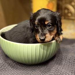 Mufasa-Red - Black and tan male Dachshund puppy in Surpise, Az Corona, Ca Hemet, Ca, Arizona from Over The Moon Dachshunds