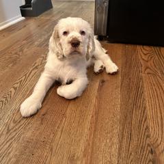 Clumber Spaniel Puppies from Wanderlust Clumber Spaniels