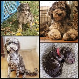 Goldendoodle, Labradoodle, Poodle, and Saint Berdoodle Puppies from Dent’s Doodles