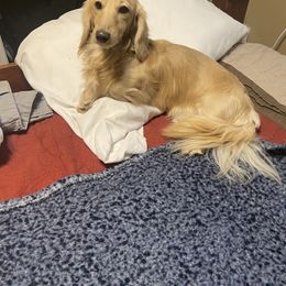 Finley - Dachshund