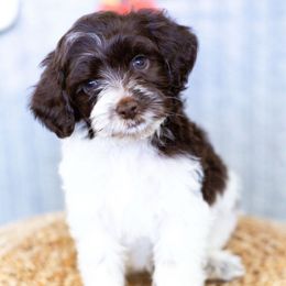 Oreo - Parti male Goldendoodle puppy in Bradenton, Florida from Doodle Acres