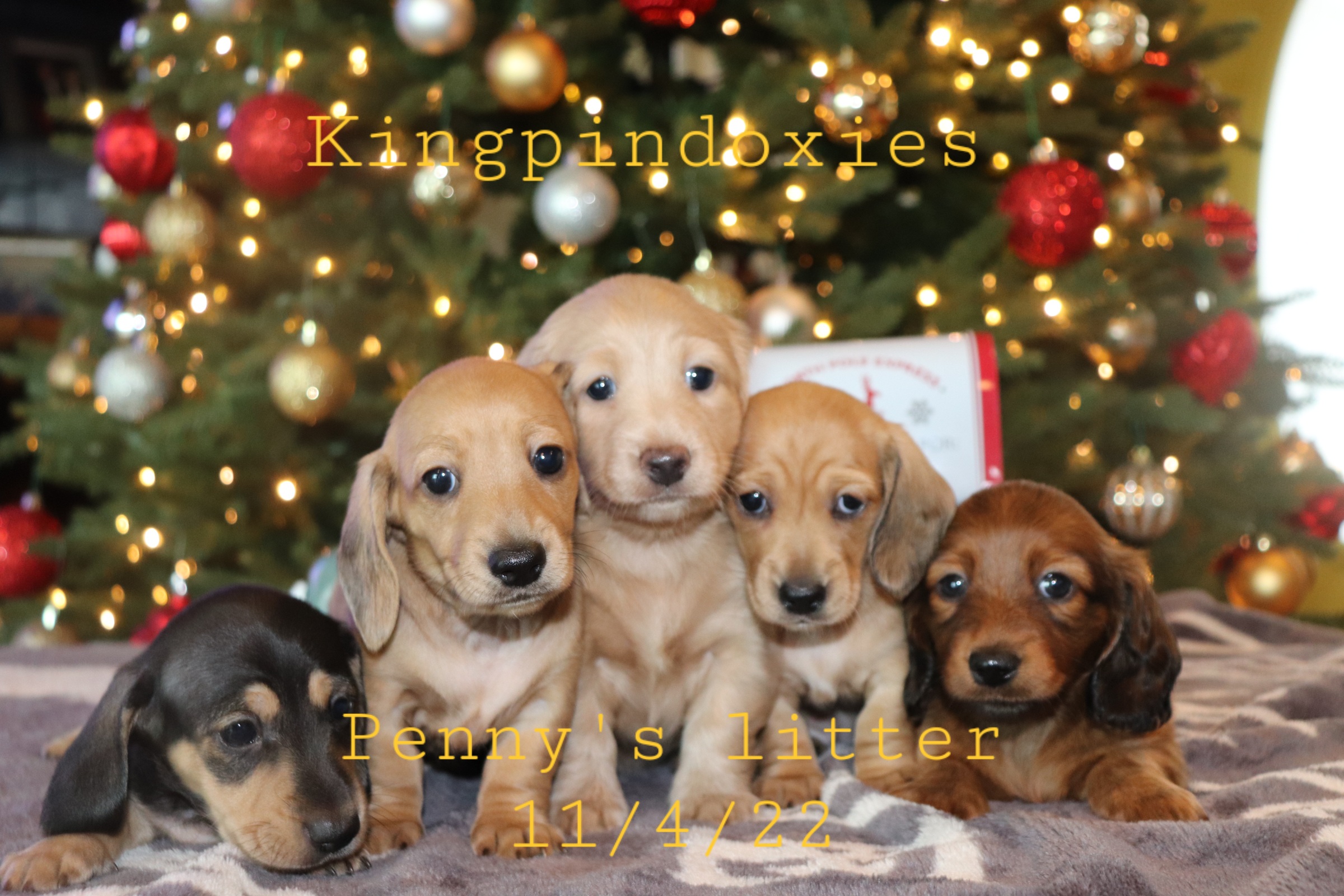 Dachshund Puppies from Kingpin Doxies