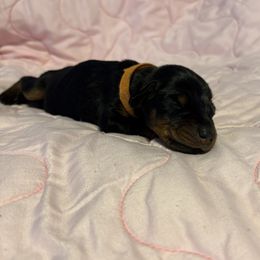 Melania - Black and rust female Doberman Pinscher puppy in Boyd, Texas from Team Feem Breeders