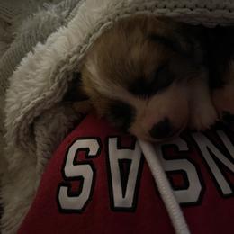 Bella - Sable female Pembroke Welsh Corgi puppy in Bartlett, Tennessee from Lakeside Corgi Club