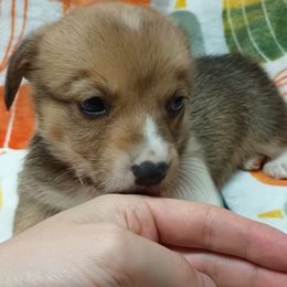 Pembroke Welsh Corgi Puppies from Episode Corgis