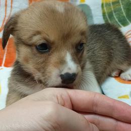 Pembroke Welsh Corgi Puppies from Episode Corgis