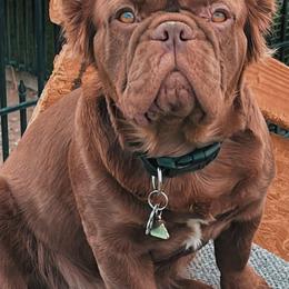 Moe - French Bulldog