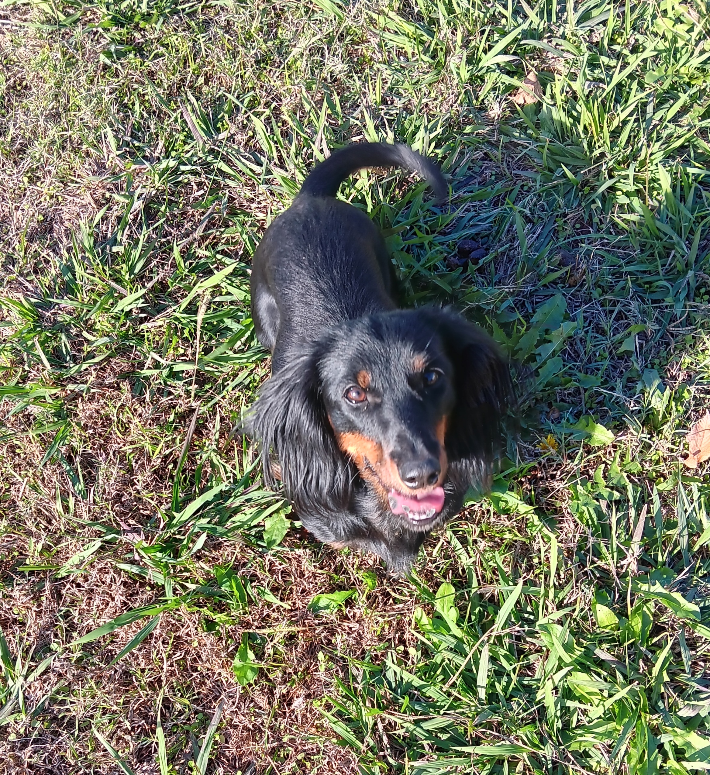 Skittles - Dachshund