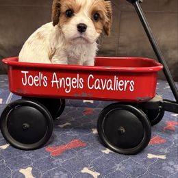 Honey - Blenheim female Cavalier King Charles Spaniel puppy in Poyen, Arkansas from Joels Angels Cavaliers