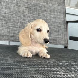 Henry - Cream male Dachshund puppy in Sebring, Florida from Mini Weenies