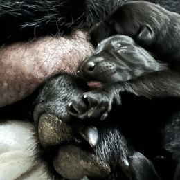 Boy 2 - German Shepherd puppy in Milton, Florida from von Kimrick Kennels