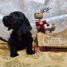 Coal - Black male Dachshund puppy in Lebanon, Ohio from Golden Acres Dachshunds