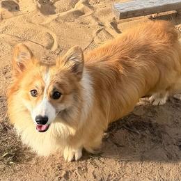 Tater Tot - Pembroke Welsh Corgi
