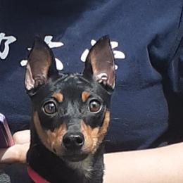 Iris - Miniature Pinscher
