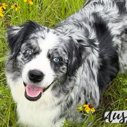 Tipsy - Miniature Australian Shepherd
