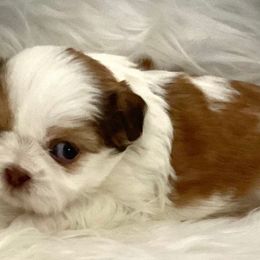 Tyson - Liver and white Shih Tzu puppy in Tallahassee, Florida from Bows and Bot Ties