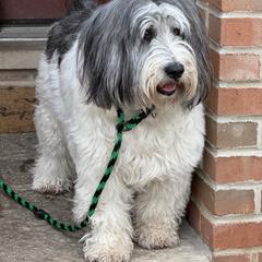 Polish Lowland Sheepdog All Grown Up from Ponavie PONs