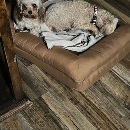 Cavapoos, Miniature American Shepherds, and Poodles from BriarCreek Mini Aussies & Doodles