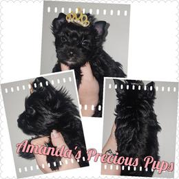 Jetta - Black and tan female Yorkshire Terrier puppy in Wartburg, Tennessee from Amanda's Precious Pups