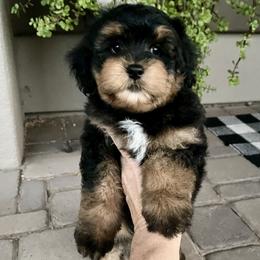 Anthem - male Double Doodle puppy in Superior, Arizona from Mountain Bridge Doodles