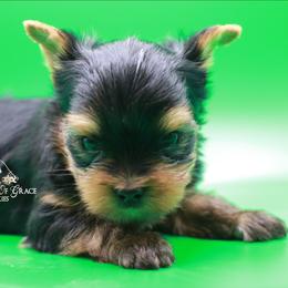 Yorkshire Terrier Puppies from Essence of Grace Yorkies