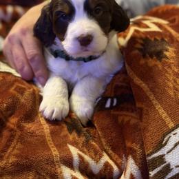 Dark green - White and liver male English Springer Spaniel puppy in Lufkin, Texas from Shifletknight Springer Spaniels