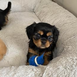 Cavalier King Charles Spaniel and Companion Cross Puppies from Bluffroads Cavaliers and Chiliers
