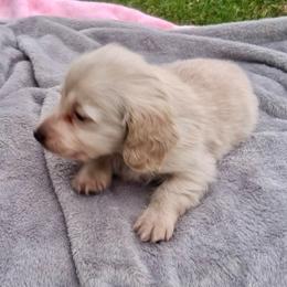 2 Little Hoss - Cream male Dachshund puppy in Visalia, California from DachGraston Dachshunds
