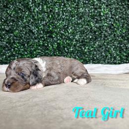 Teal Girl - Blue merle female Bernedoodle puppy in Modesto, California from Two Doods Doodles