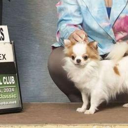 PUFF - Chihuahua