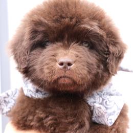 Rodger rabbit (Gray collar) - Brown male Newfoundland puppy in Kimball Twp, Michigan from Pine River Newfoundlands