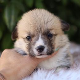 Girl 4 - Fawn female Pembroke Welsh Corgi puppy in Caliente, California from Rafter Cross 7
