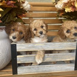 Bernedoodle and Cockapoo Puppies from Dream Doodles and Cockapoos
