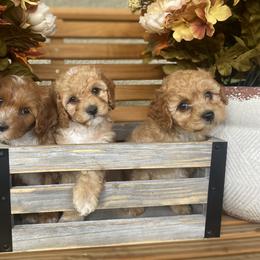 Bernedoodle and Cockapoo Puppies from Dream Doodles and Cockapoos