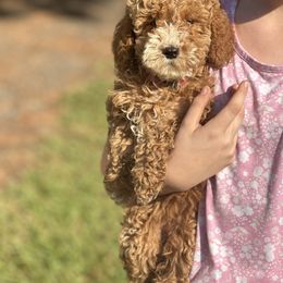 Pink collar reduced - Red  female Goldendoodle puppy in Lake Butler, Florida from Providence Ranches