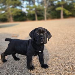 Ling Ling - Black female Cane Corso puppy in Tabor City, North Carolina from Dream Team Kennels