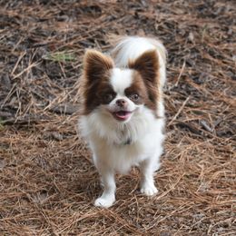 Axel Rose - Chihuahua