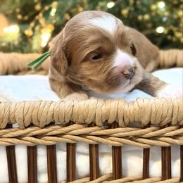 Green - Red male Australian Labradoodle puppy in Auburn, Washington from West Valley Labradoodles