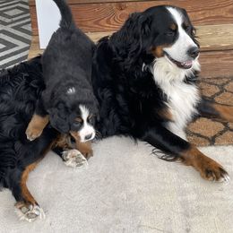Bernese Mountain Dog Puppies from Willow Tree Berners
