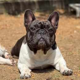 Ciara - French Bulldog