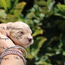 Purple  collar - Wheaten female Miniature Schnauzer puppy in Santa Ana, California from The_K_Schnauzers