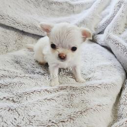 Lennon - Cream and white male Chihuahua puppy in Ponca City, Oklahoma from Bliss Acres Farm