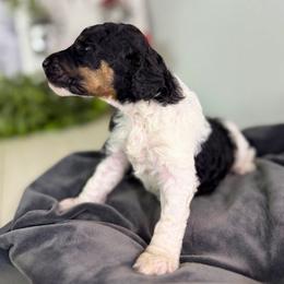 Girl 1 - female Poodle puppy in Middlebourne, West Virginia from El Silencio Standard Poodles