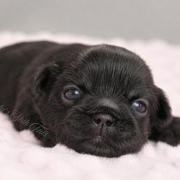 Majesty's Shih Tzus Regina - Black female Shih Tzu puppy in Douglas, Massachusetts from Majesty’s Shih Tzus