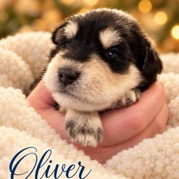 Oliver - Black and silver male Miniature Schnauzer puppy in Hull, Georgia from Ardent Miniature Schnauzers of Athens